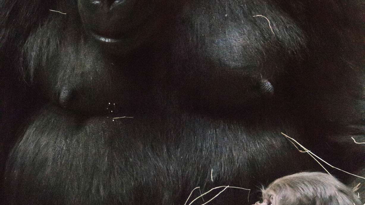 Fort Worth Zoo welcomes male baby gorilla