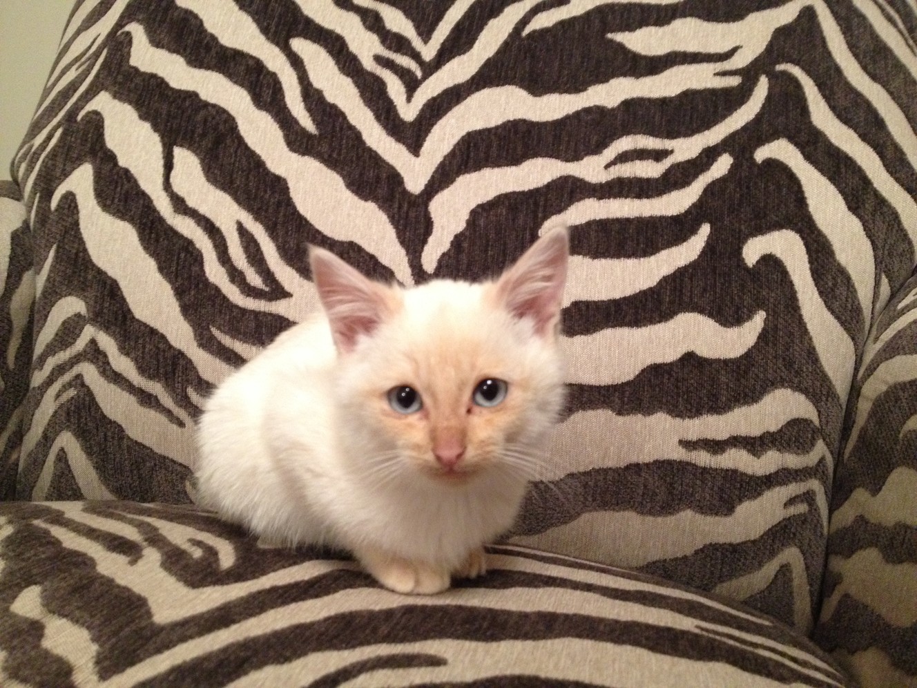 Local man revives frozen kitten, receives award from PETA