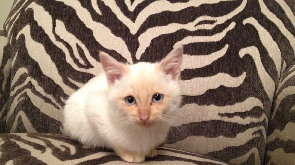 Local man revives frozen kitten, receives award from PETA