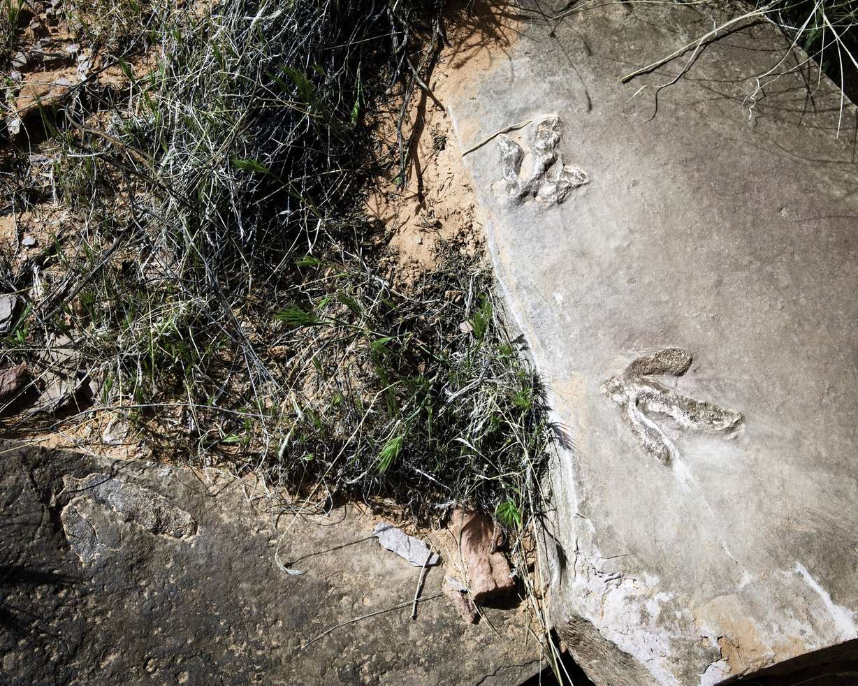 Photographer Andre Delgalvis, who discovered thousands of dinosaur tracks in and near Lake Powell, has just published a book called "The Lost Tracks." He argues that many of the tracks should be "rescued" because they are threatened with destruction by wave action and by invasive quagga mussels. (Photo: Andre Delgalvis, For the Deseret News)
