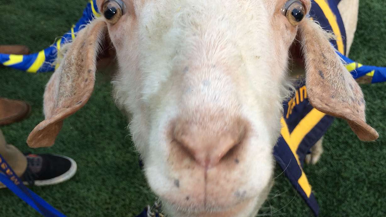 Bad food choice fails to keep Navy mascot from Army game