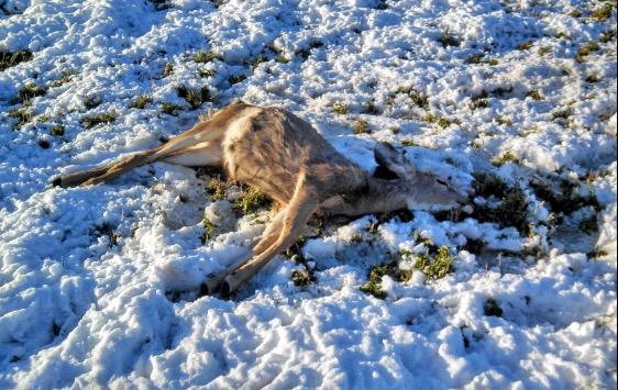 6 deer illegally killed in Sanpete County; DWR seeks poachers