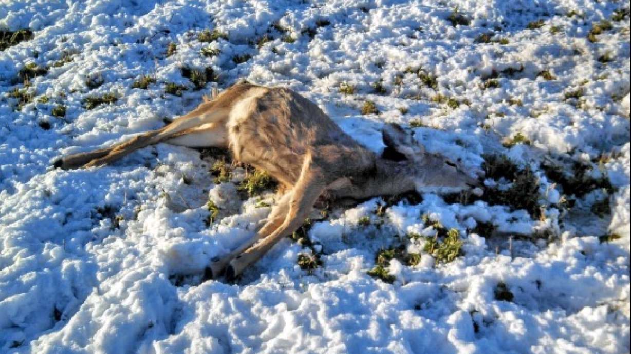 6 deer illegally killed in Sanpete County; DWR seeks poachers
