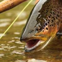 5 reasons Utah has the most underrated fly fishing in the West