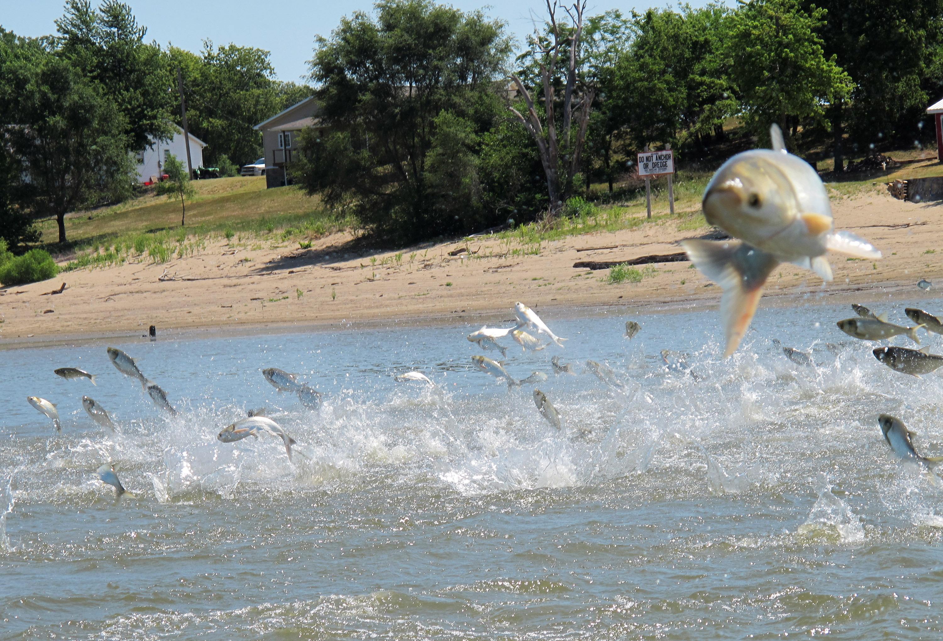 Effort to keep Asian carp from Great Lakes appears stymied