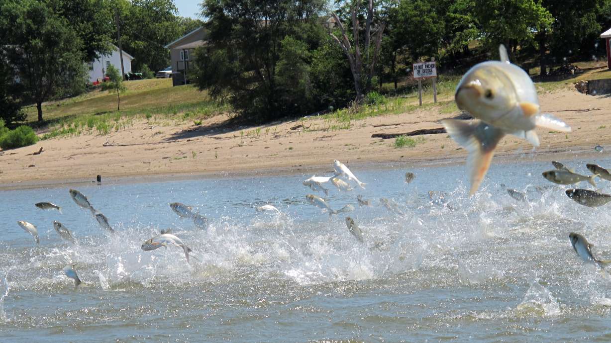 Effort to keep Asian carp from Great Lakes appears stymied