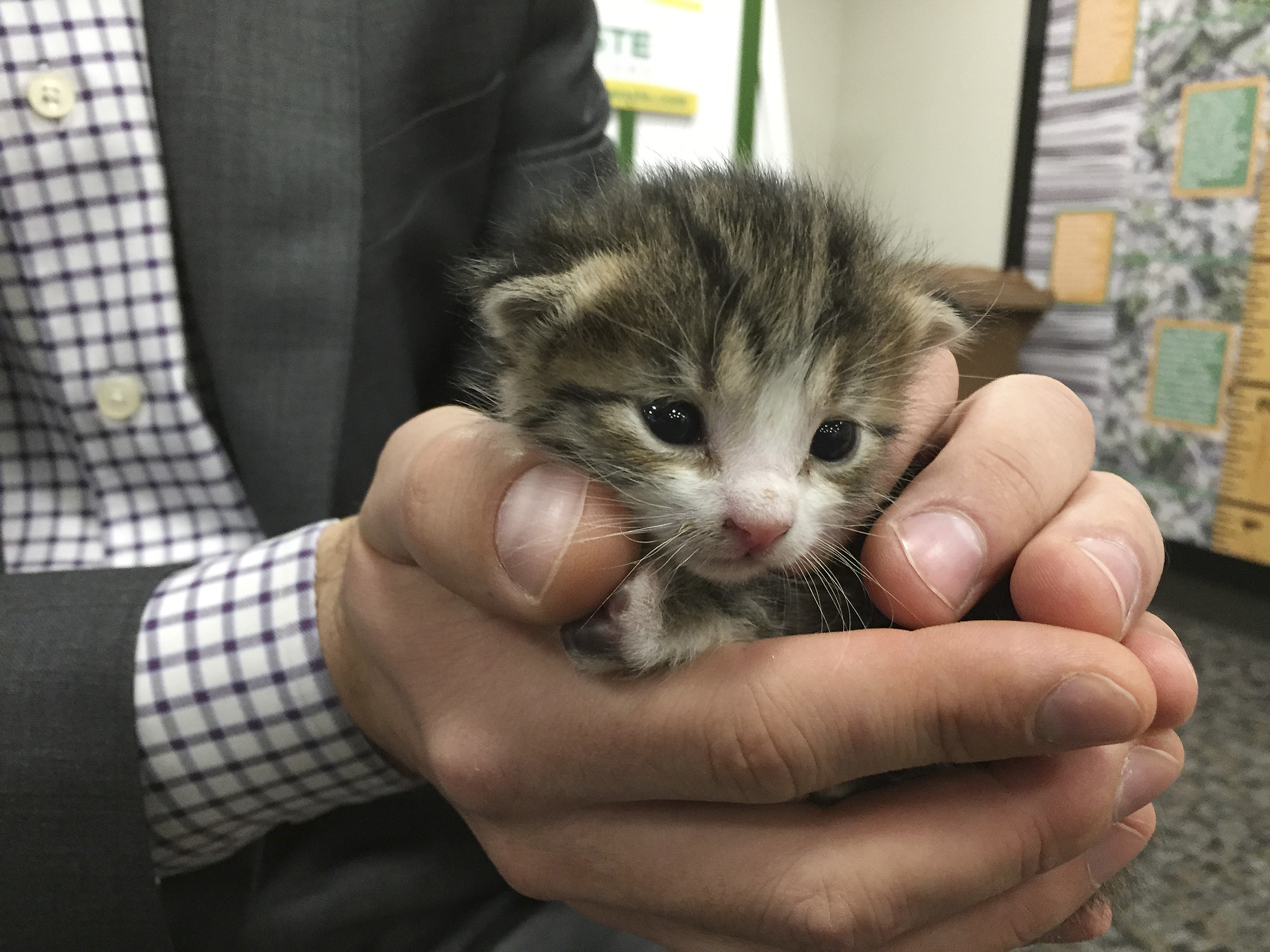 Tiny kitten rescued from conveyor belt at recycling plant