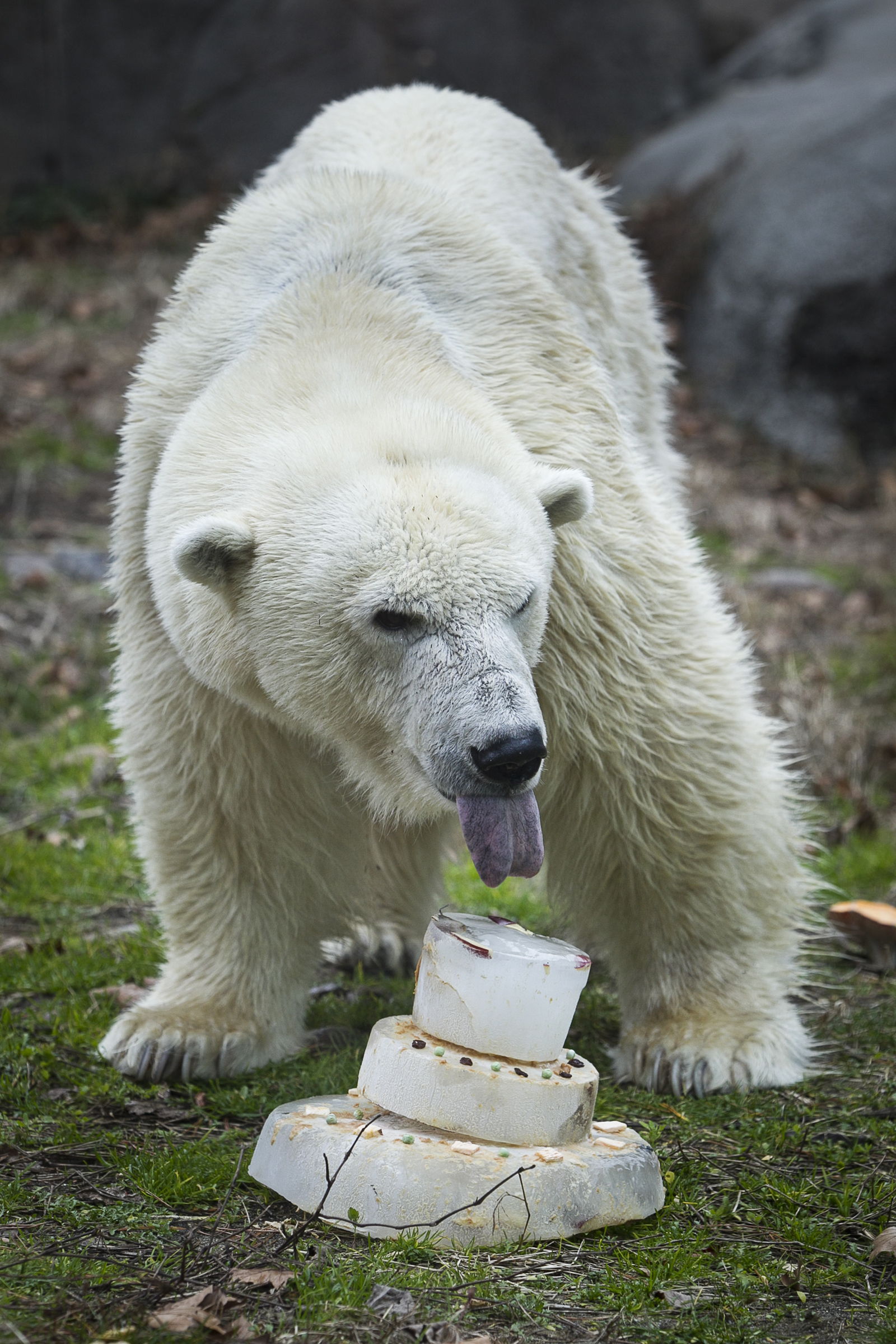 Birthday gifts for the oldest US polar bear? Ice, pumpkins