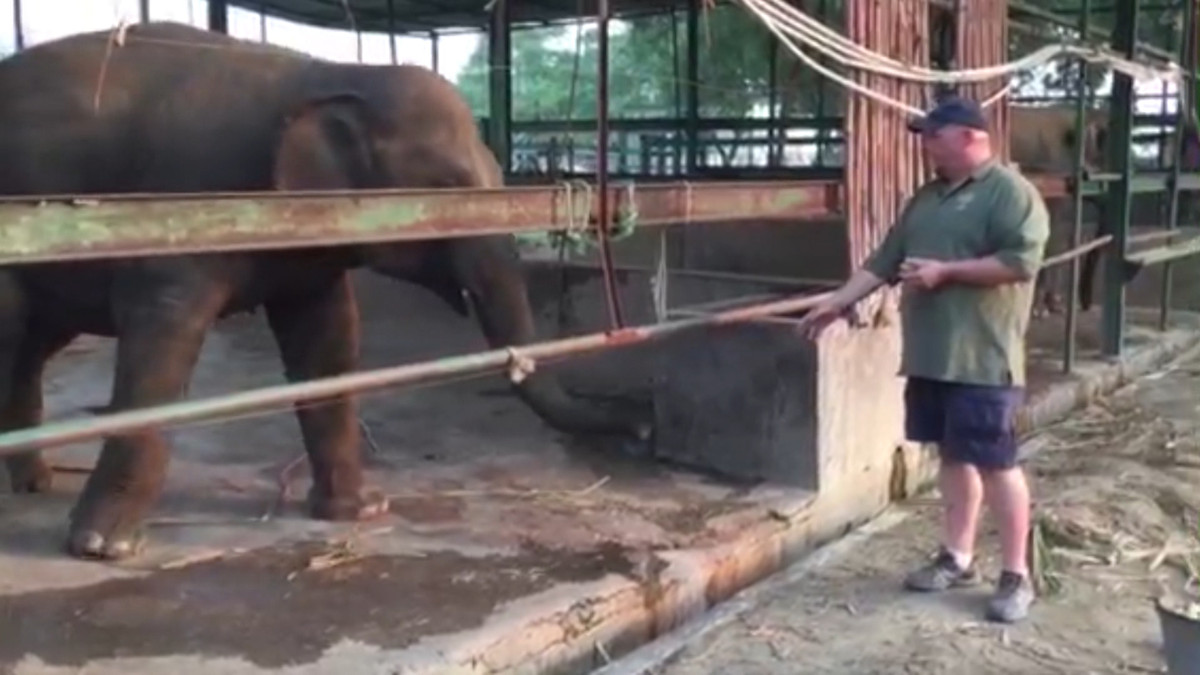 (Photo: Courtesy Wildlife SOS)