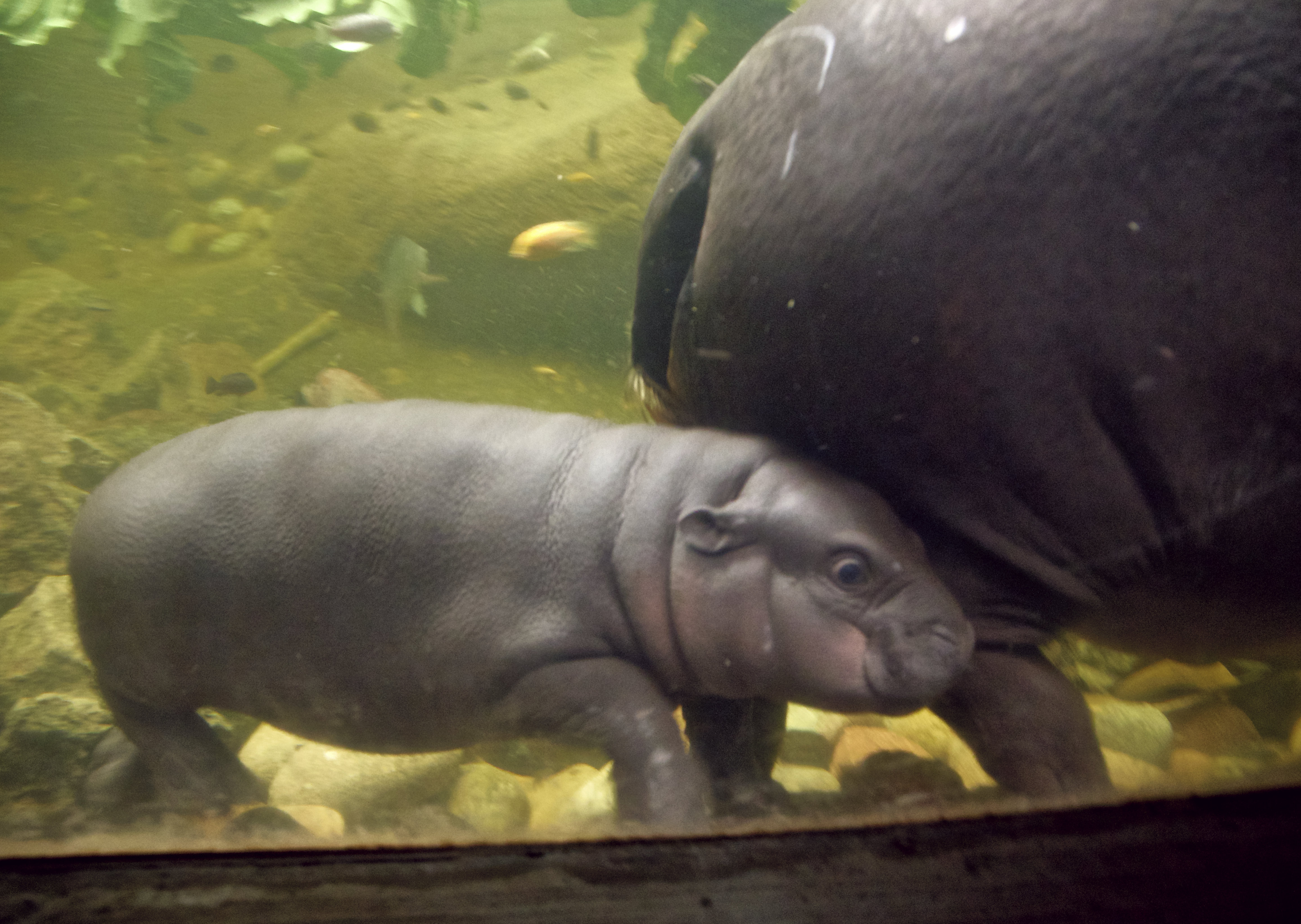 Pygmy hippopotamus calf now on display at Omaha zoo | KSL.com