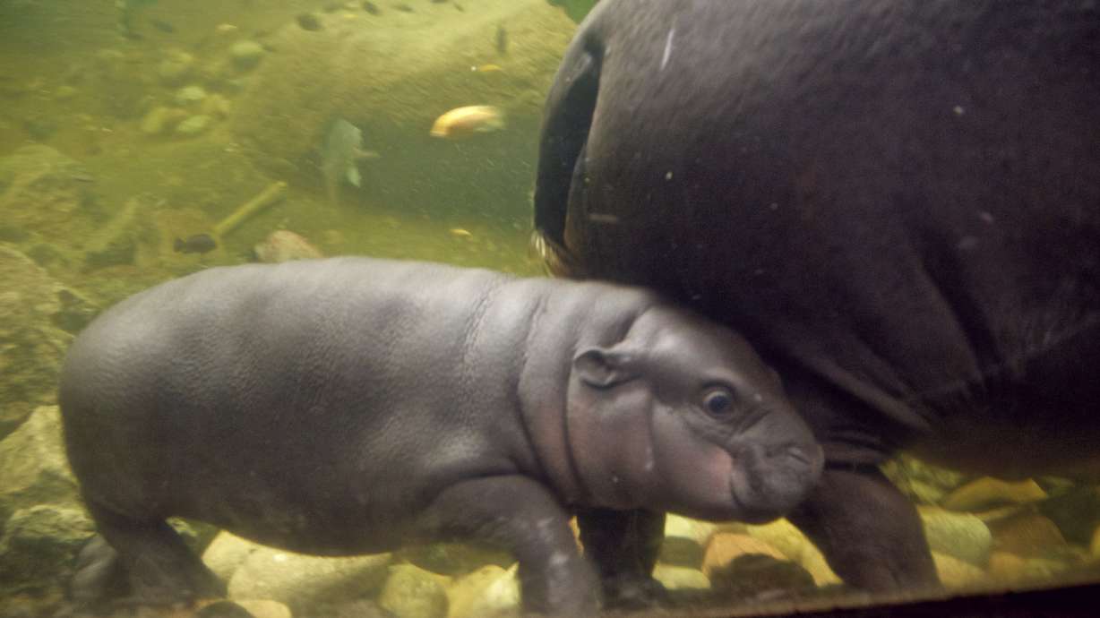 Pygmy hippopotamus calf now on display at Omaha zoo