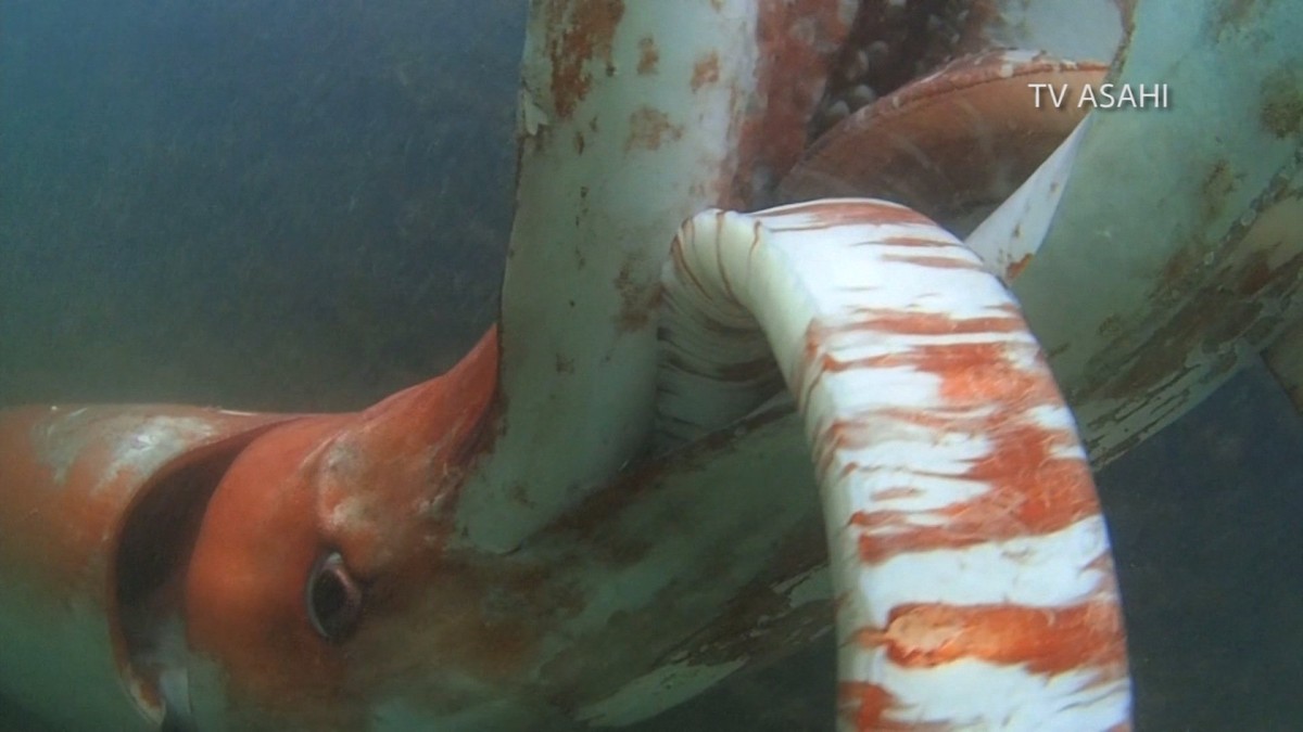 Spectators on a pier in Toyama Bay in central Japan were treated to a rare sighting of a giant squid on Christmas Eve. (TV Asahi, TV Asahi)