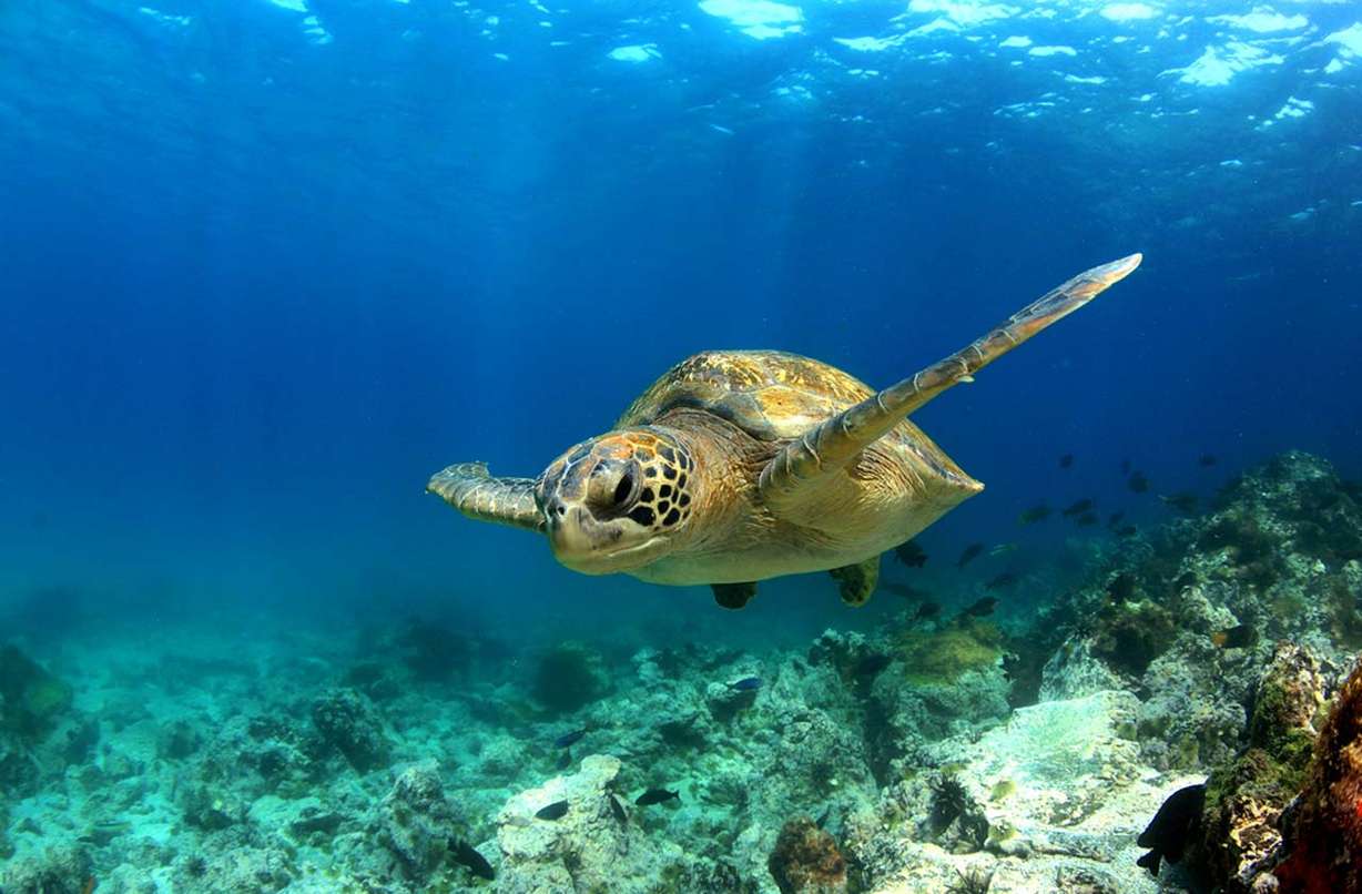 Galapagos Islands. Photo: Longjourneys/Shutterstock
