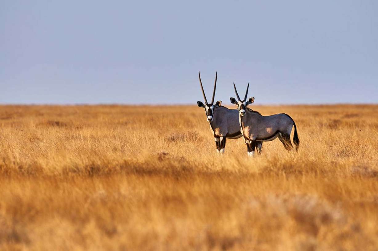 Oryx on the savannah of Namibia. Photo: ArCaLou/Shutterstock