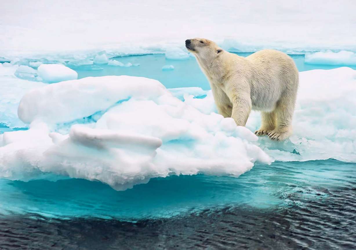 Polar bear. Photo: FloridaStock/Shutterstock