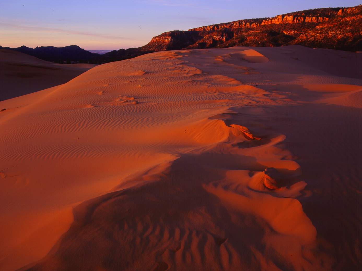 Coral Pink Sand Dunes State Park. Photo credit: Utah State Parks