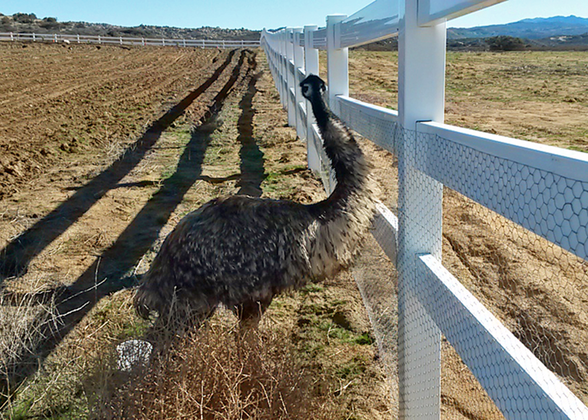 Rancher rounds up elusive emu in Southern California