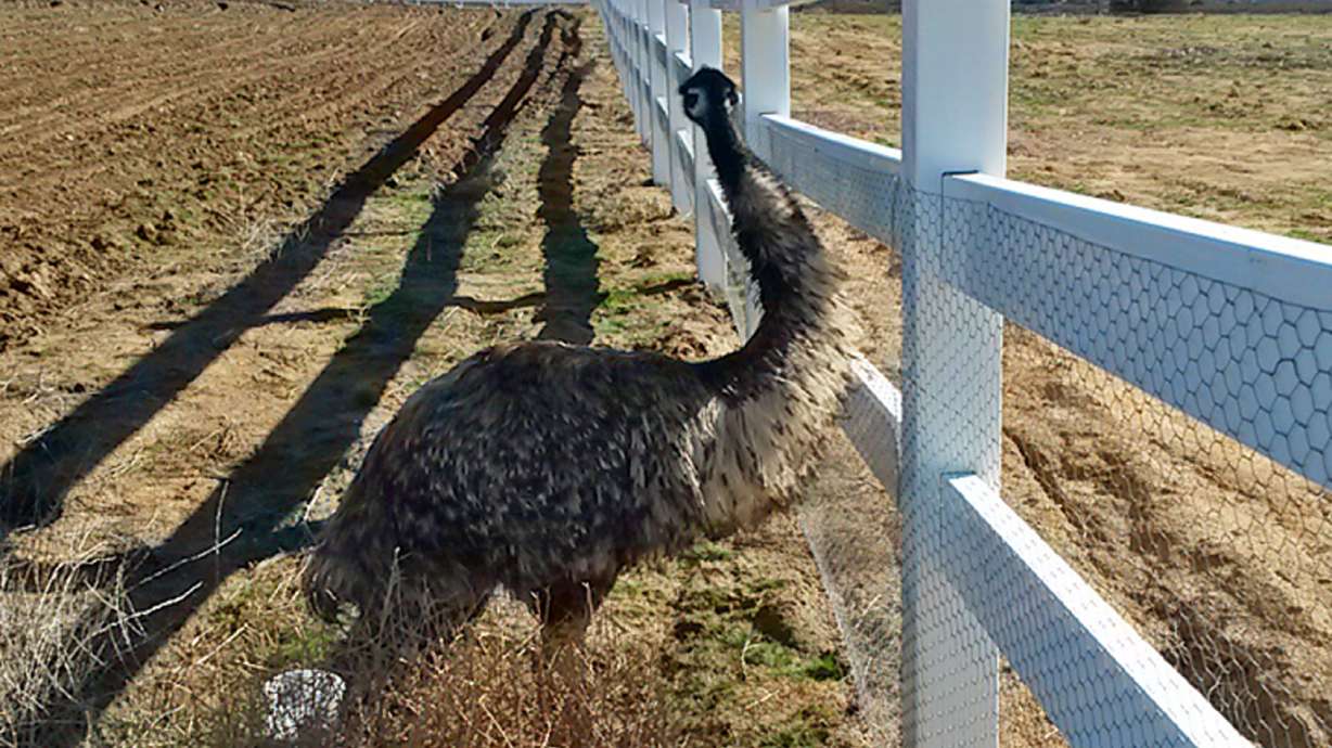 Rancher rounds up elusive emu in Southern California