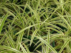 spider plant