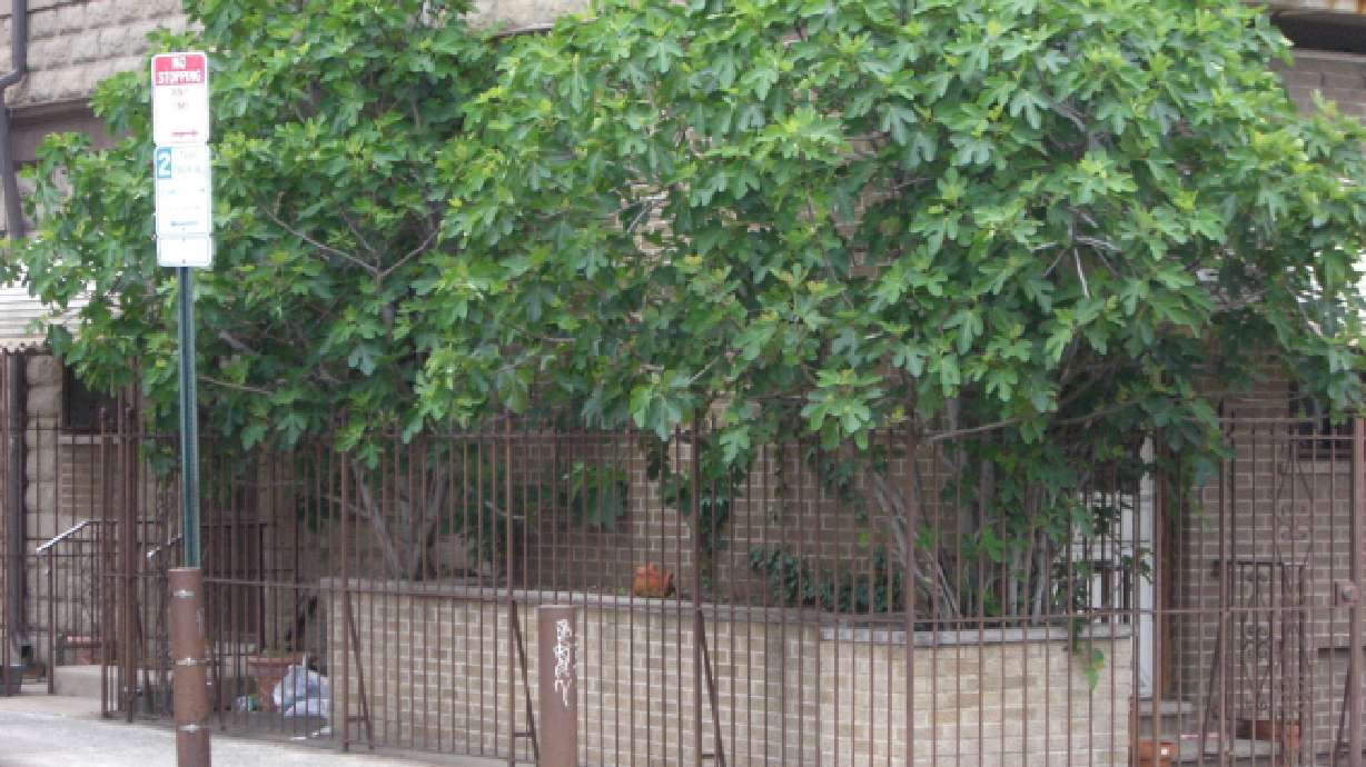 FRESH FIGS FOR COLD CLIMATES