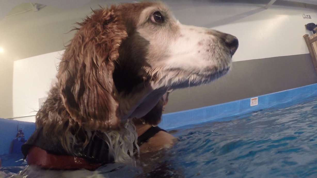 Red the dog takes a rest at the dog spa. (Photo: Ray Boone)