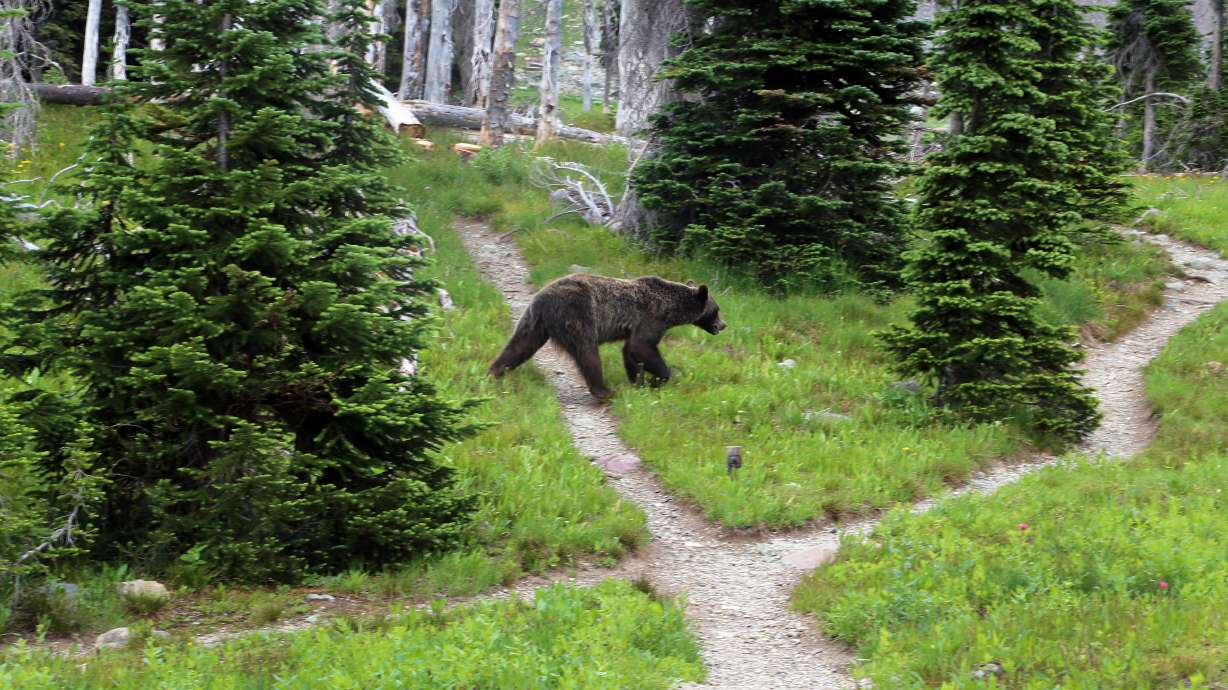 APNewsBreak: States divvy up Yellowstone-area grizzly hunt