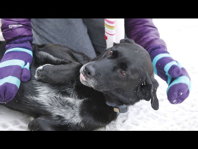 Matan león de montaña luego de que atacara a 2 perros y matara a uno en Utah