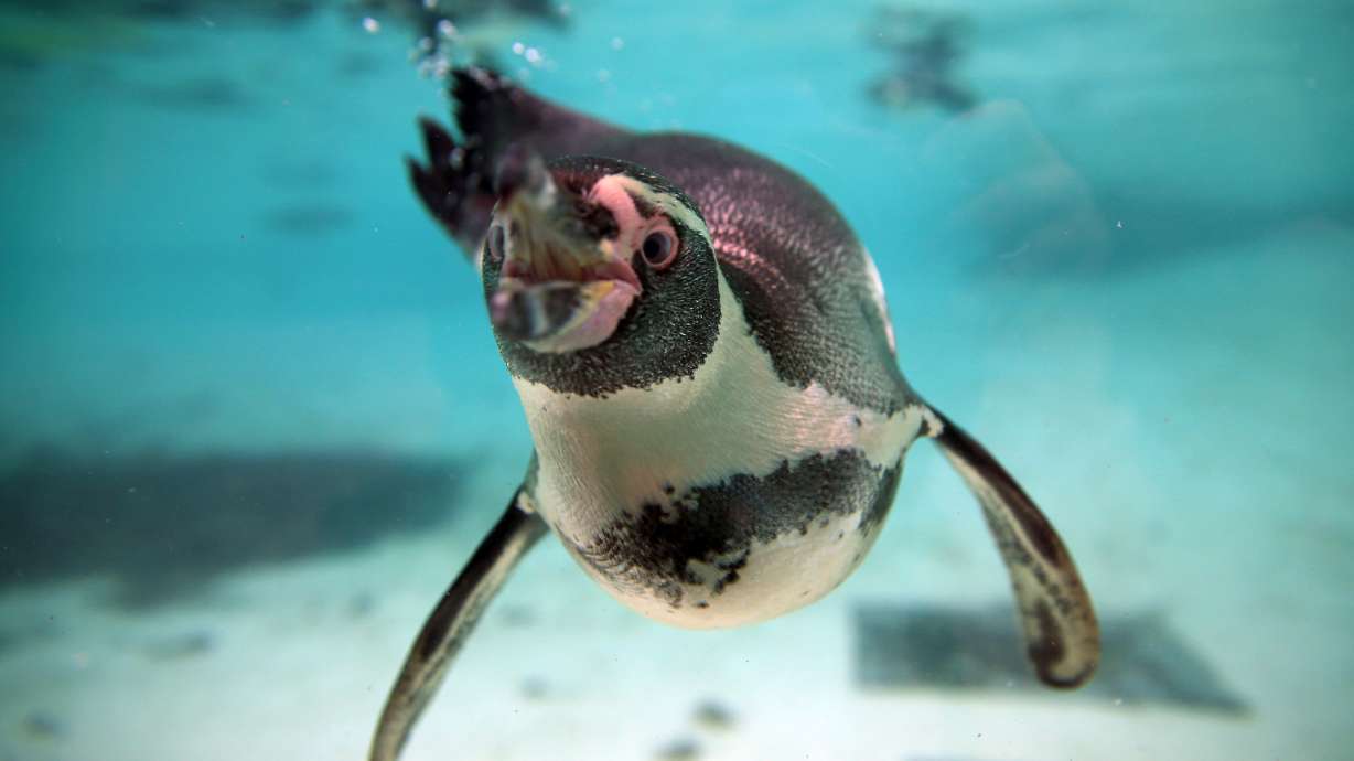 Critter count: London Zoo begins annual animal census