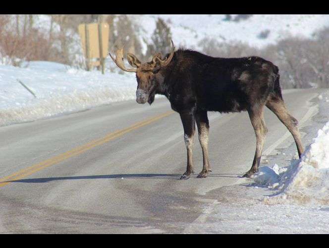 Bull Moose in South Fork Canyon, east of Huntsville, UT. - Photo Submitted by Doug Lusty