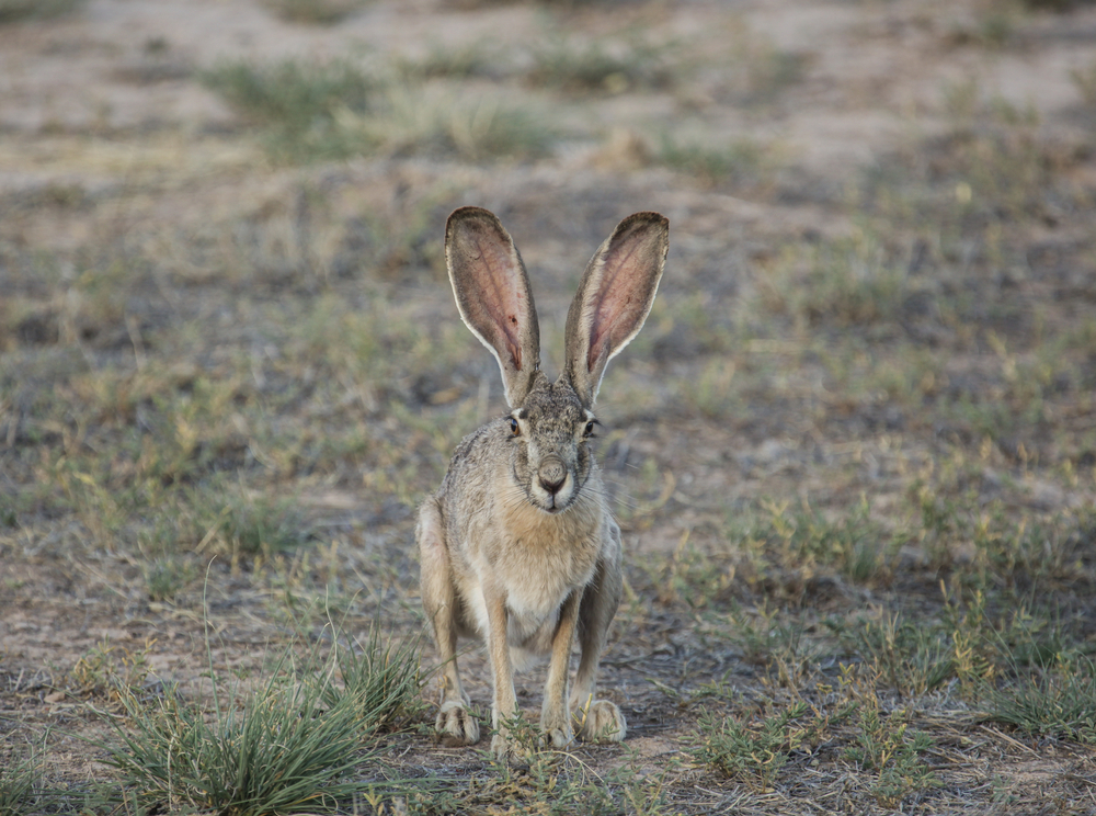 Jackrabbits invade Bluffdale neighborhood
