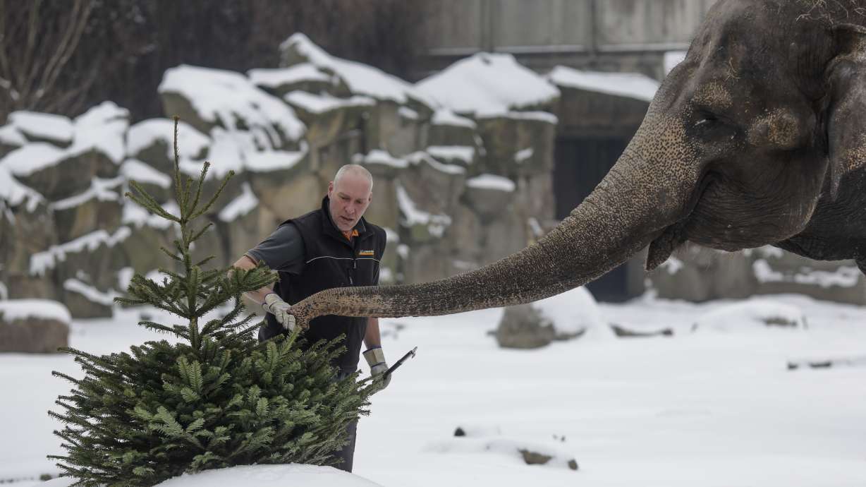Berlin elephants enjoy late festive snack: Christmas trees