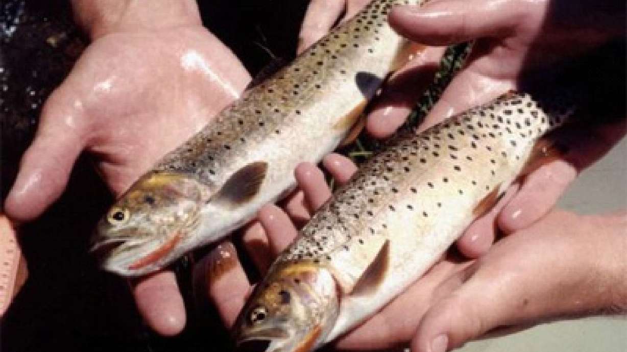 Bonneville Cutthroat May be Named ‘Endangered'