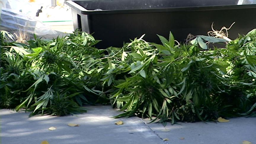 Police Take Down Taylorsville Marijuana Growing Operation