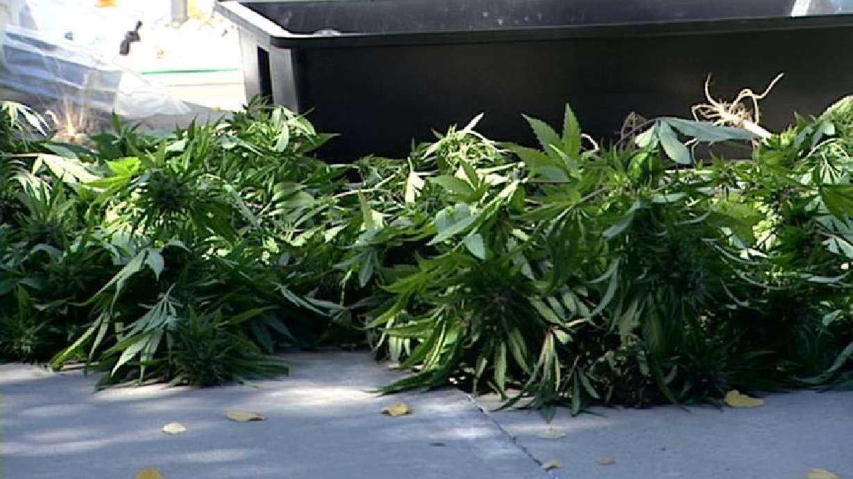Police Take Down Taylorsville Marijuana Growing Operation