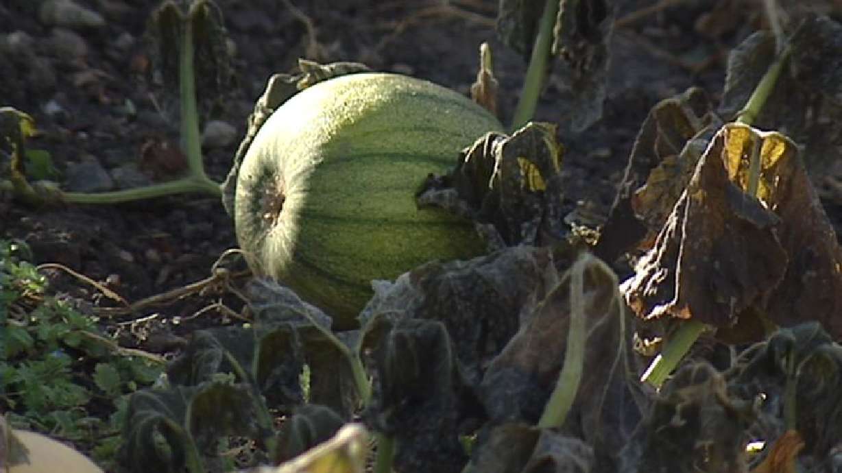 Community Garden Asking for Your Help