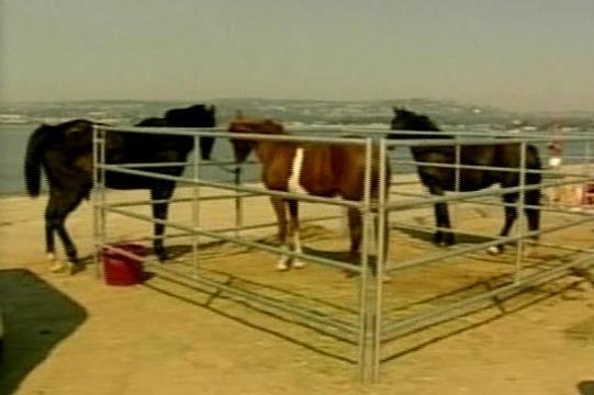 Helping Animals Displaced by Wildfires