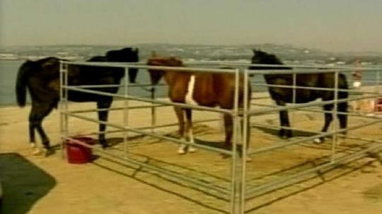 Helping Animals Displaced by Wildfires