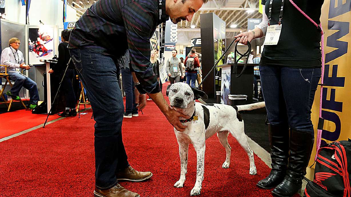 Oregon company, Utah rescue group help find homes for 'adventure dogs'