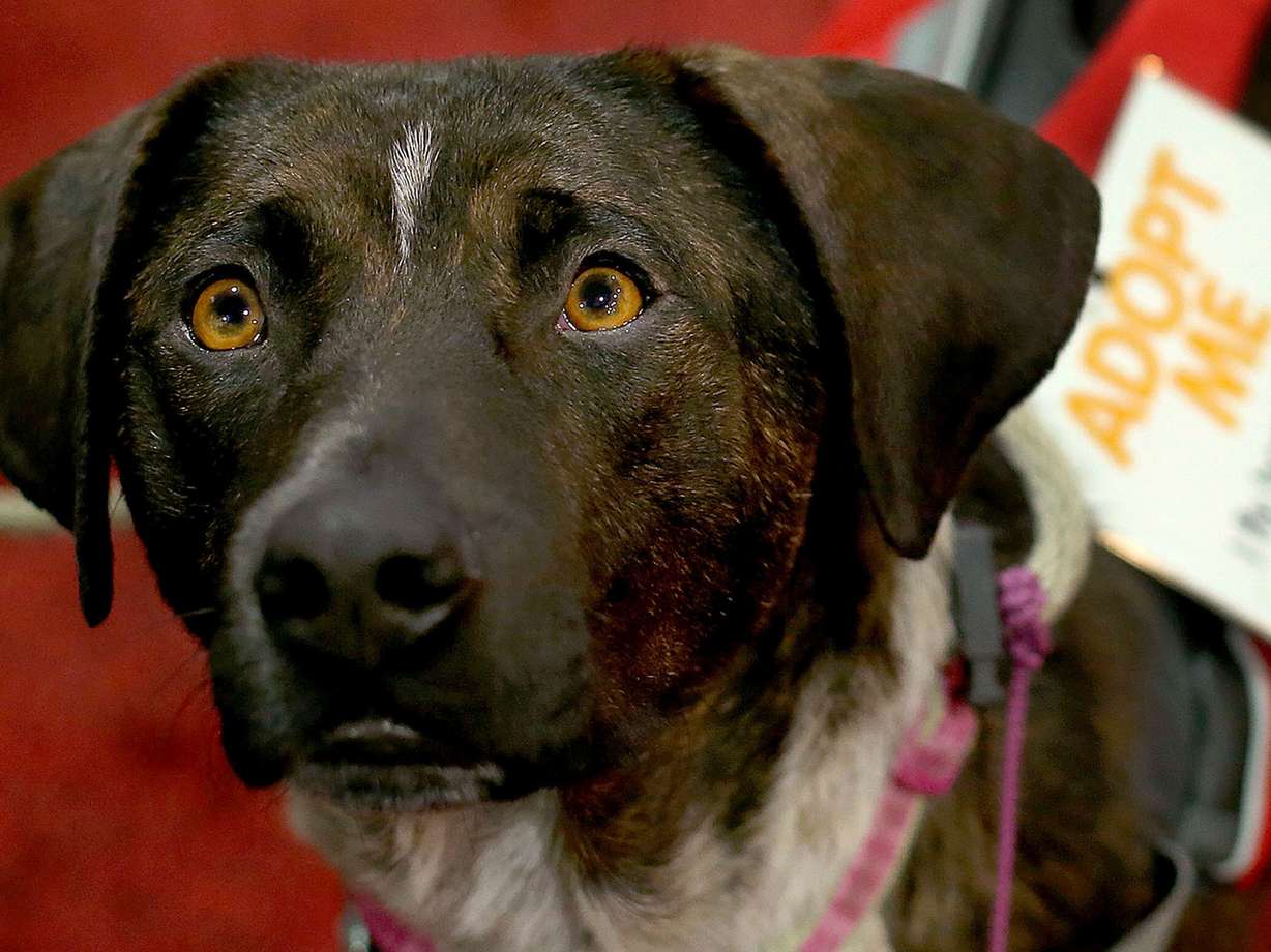 Photo: Laura Seitz/Deseret News