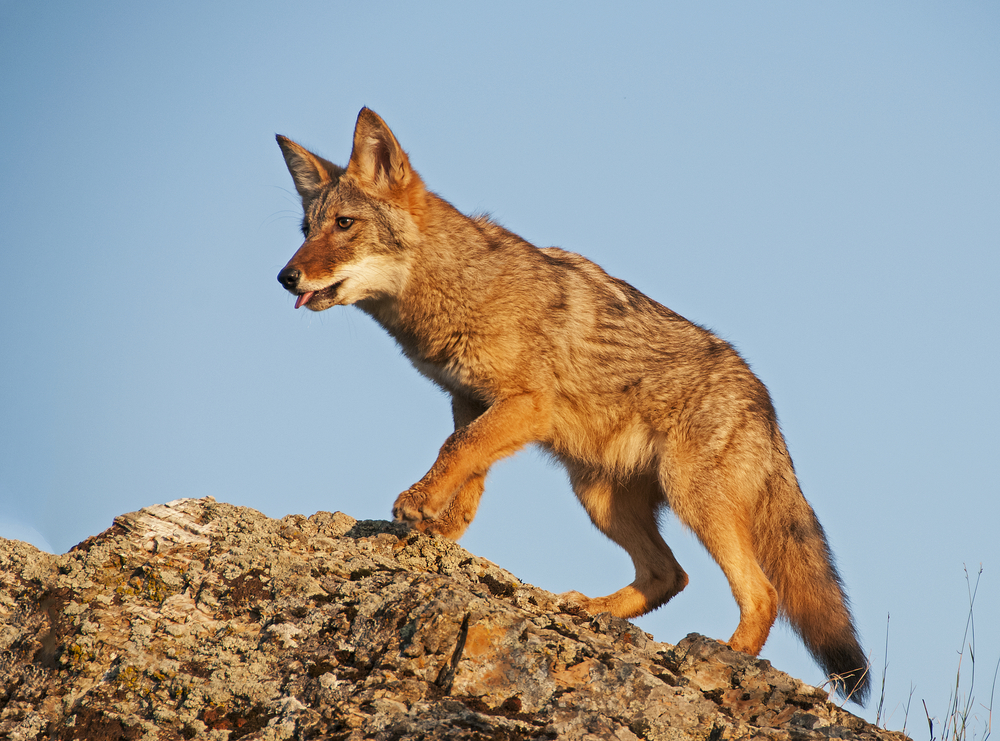 More Utah coyotes killed under state bounty program in 2015