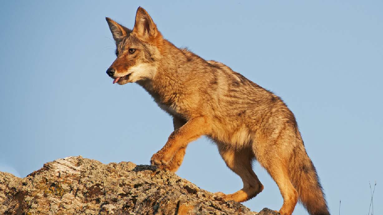 More Utah coyotes killed under state bounty program in 2015
