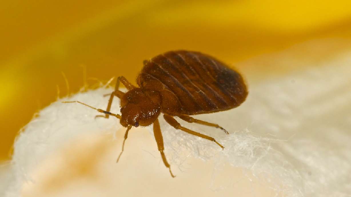 Man burns apartment, himself while trying to kill bedbugs
