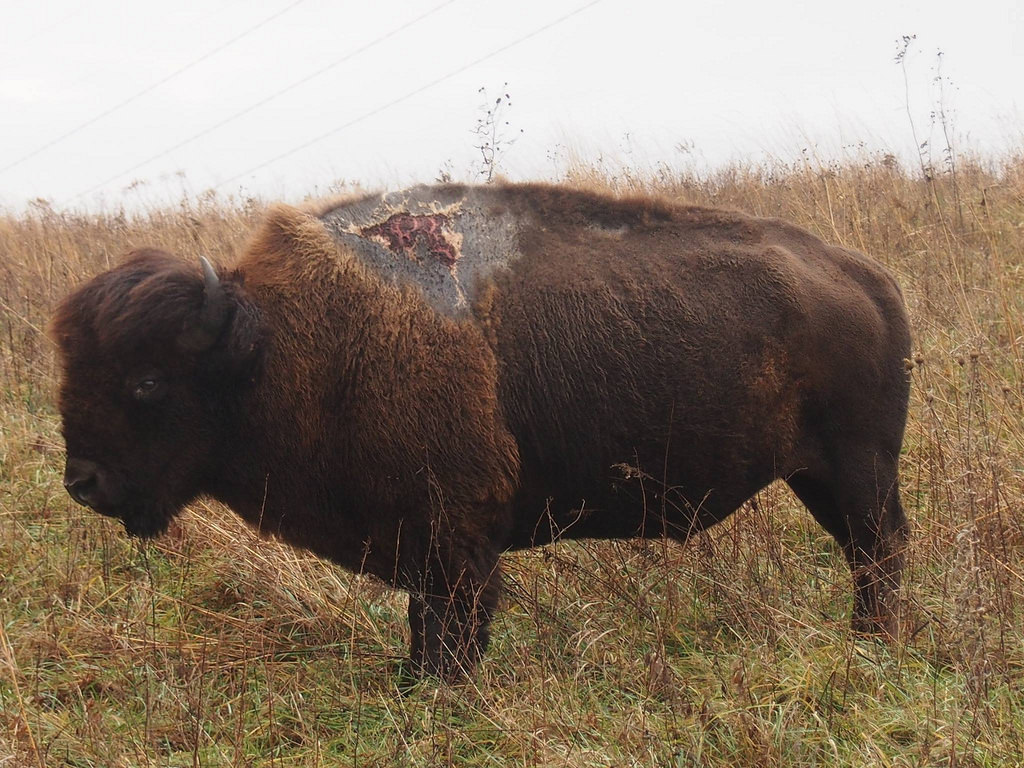 Sparky the bison survives lightning strike, now thriving at refuge