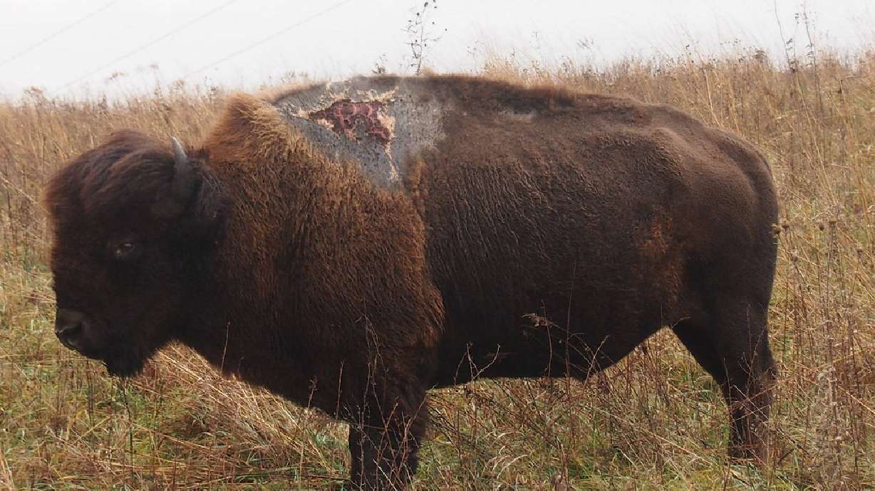 Sparky the bison survives lightning strike, now thriving at refuge