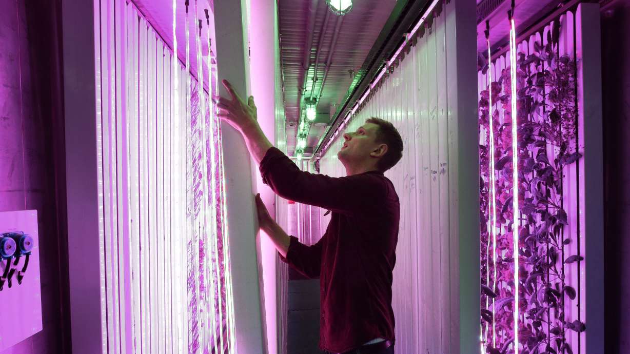 Farm in a box: Shipping containers reused for fresh produce