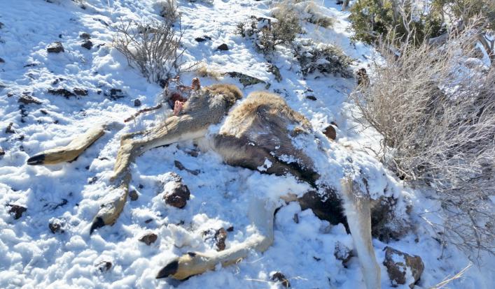 Buck deer illegally killed near Salina; DWR seeks poacher