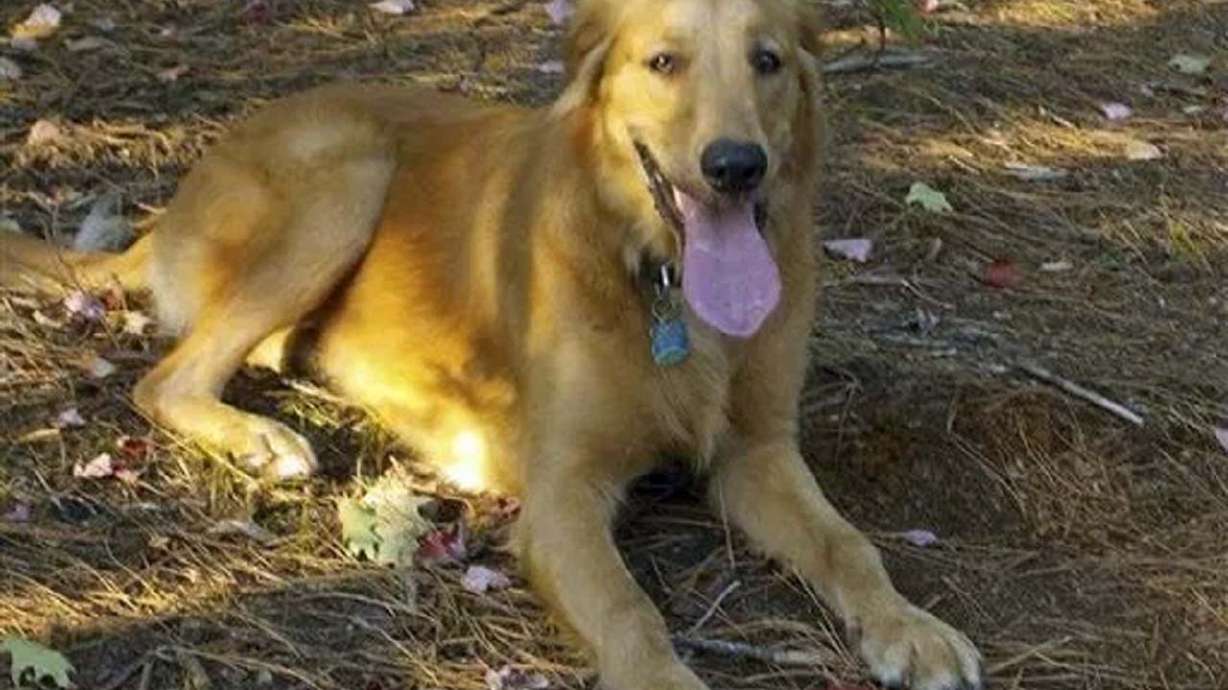 Elusive dog finally captured after 559-day team effort