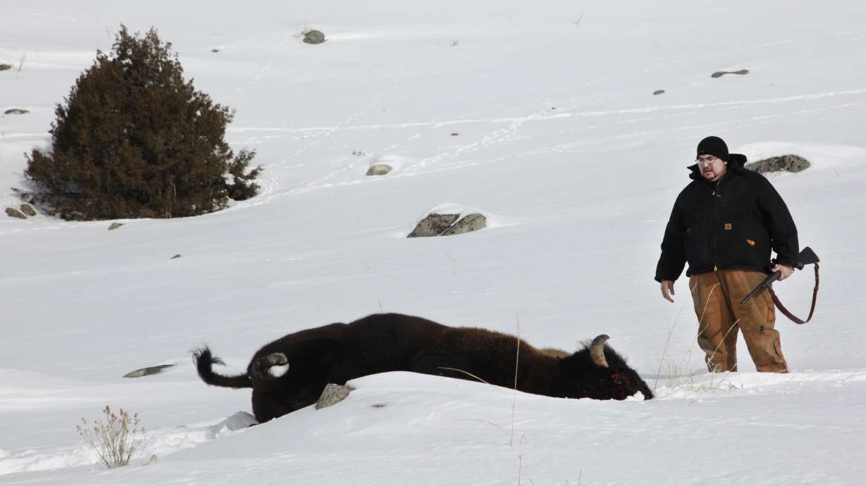Yellowstone chief: bison slaughters to continue for now