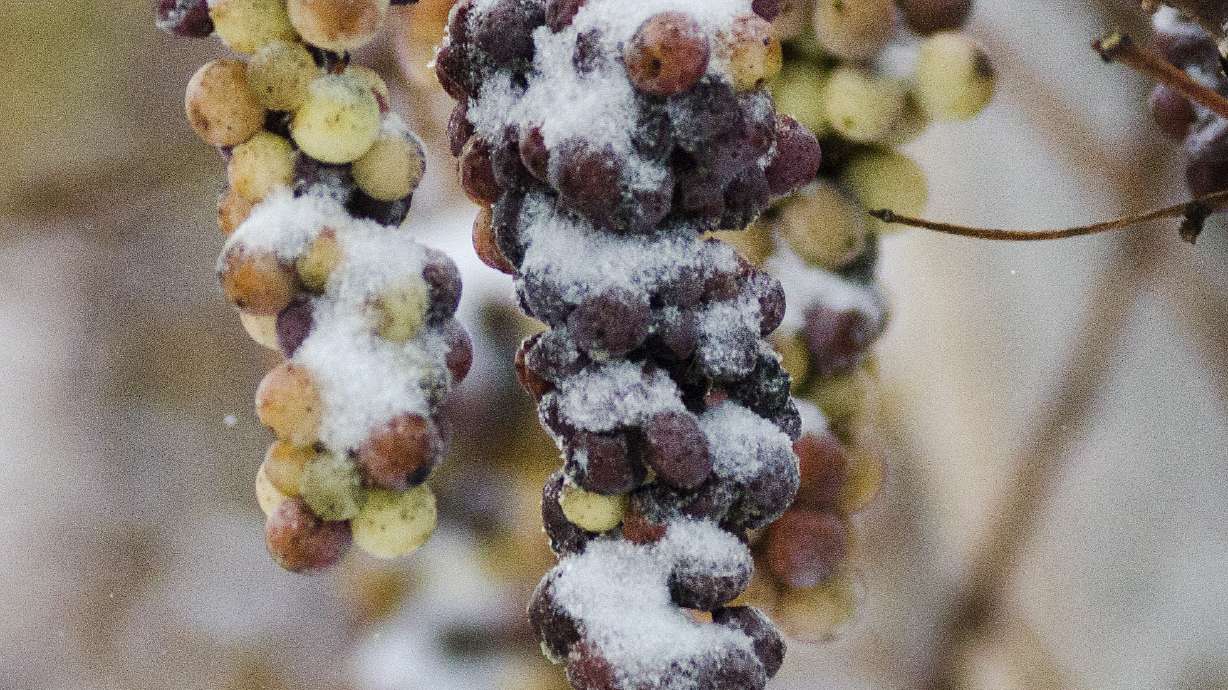 Ch-ch-cheers! Finger Lakes ice wine harvest late this winter