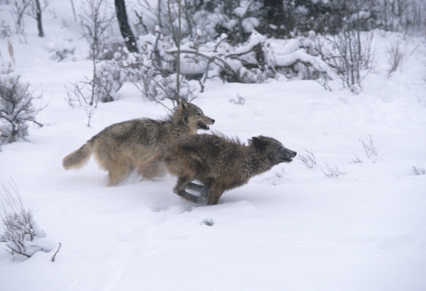 Idaho accidentally puts tracking collars on wilderness wolves